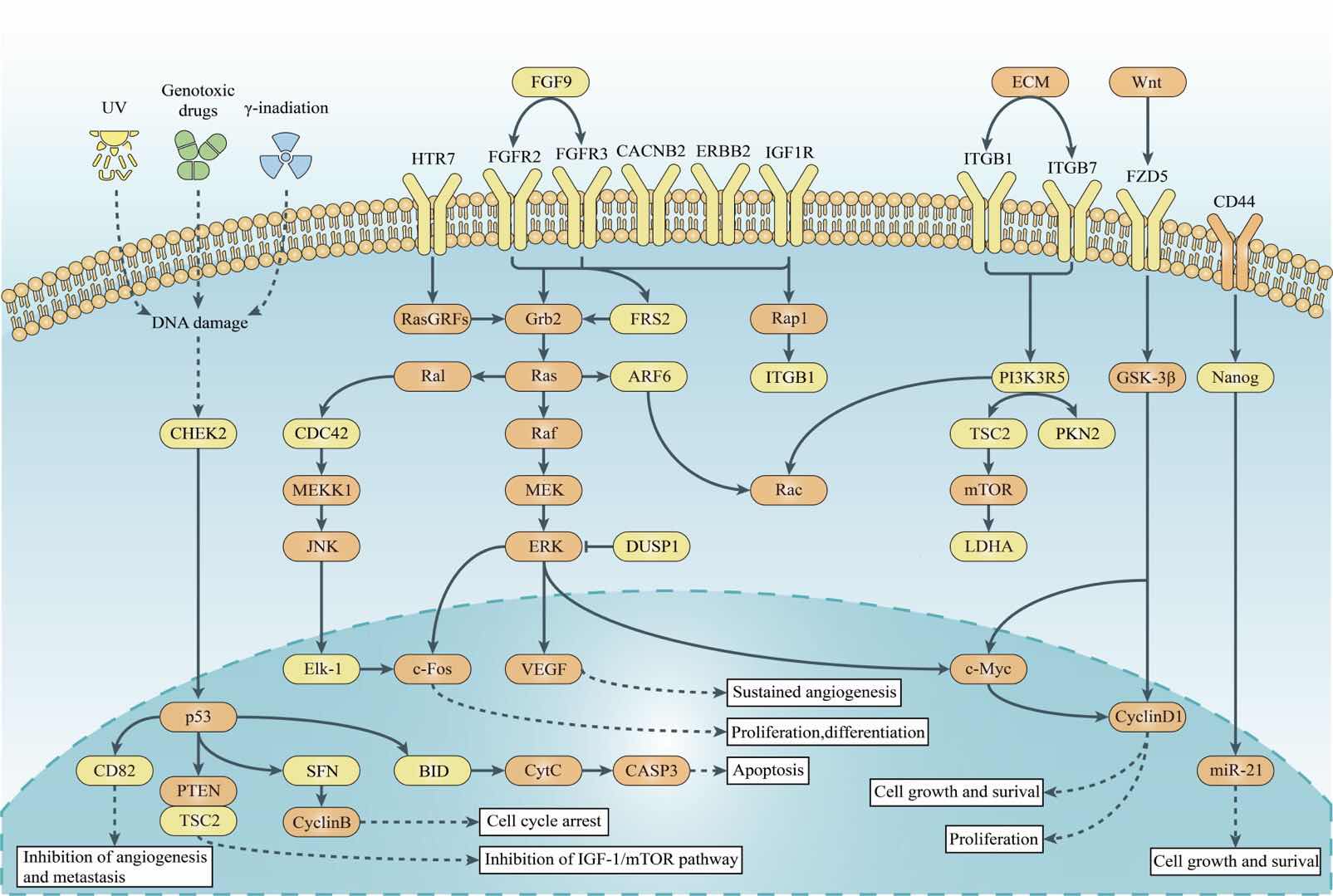 multiple_molecular_pathway.jpg